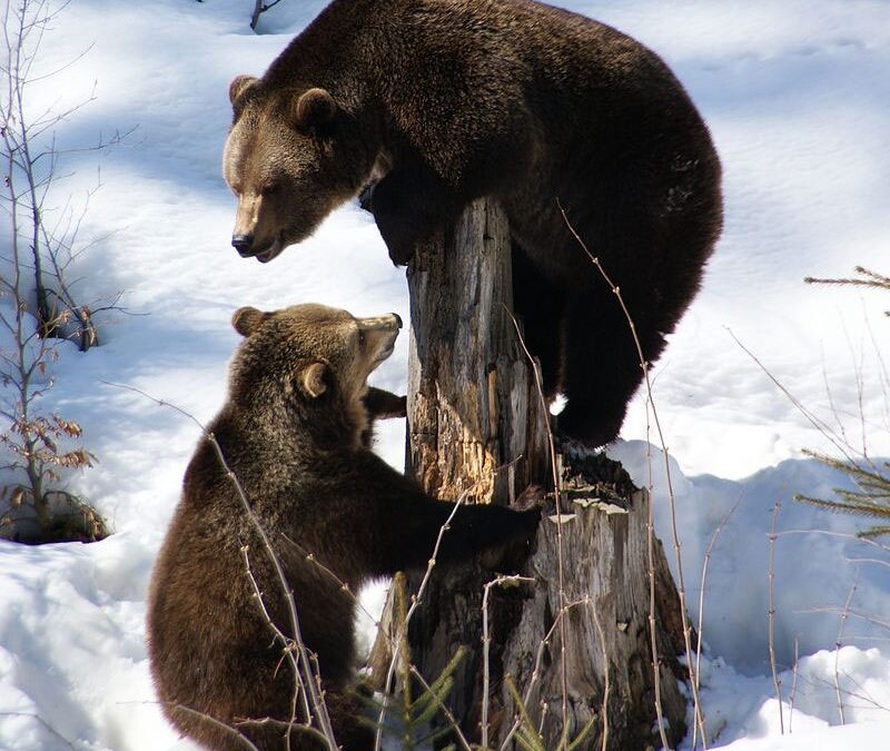 L’Orso sulle alpi tra passato, presente e futuro